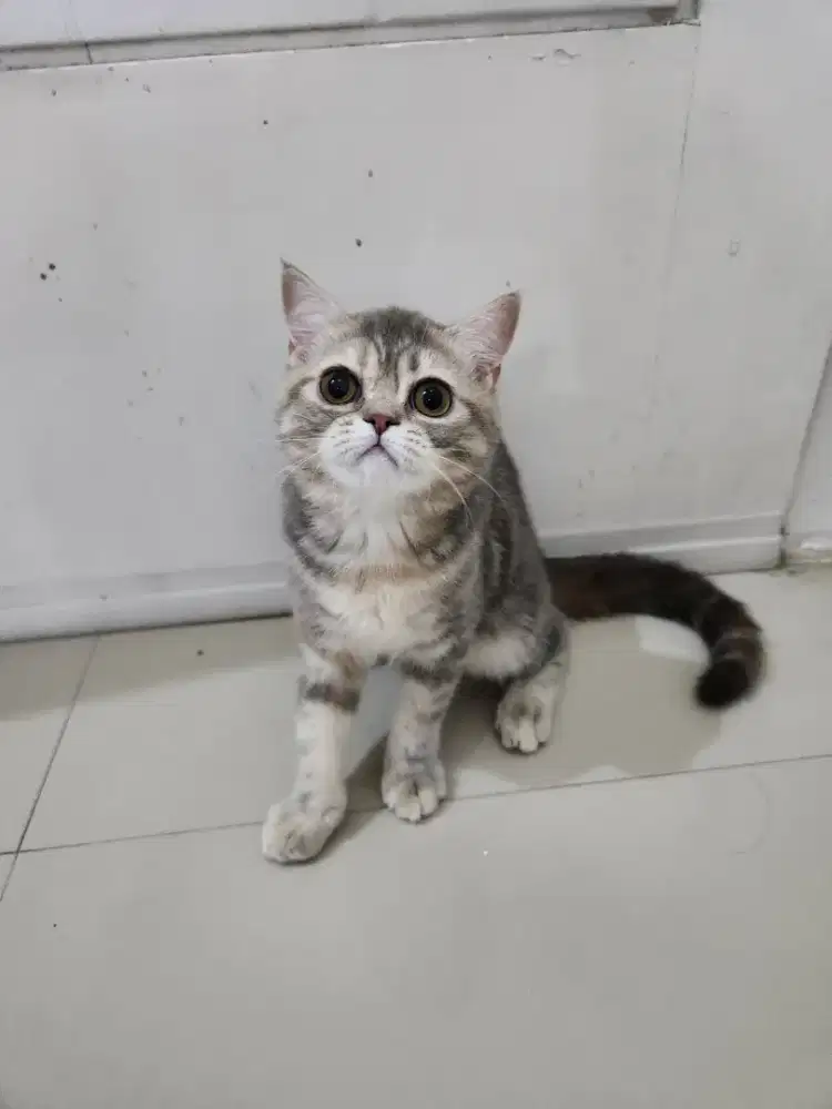 ANAK KUCING KITTEN BSH MIX EXO