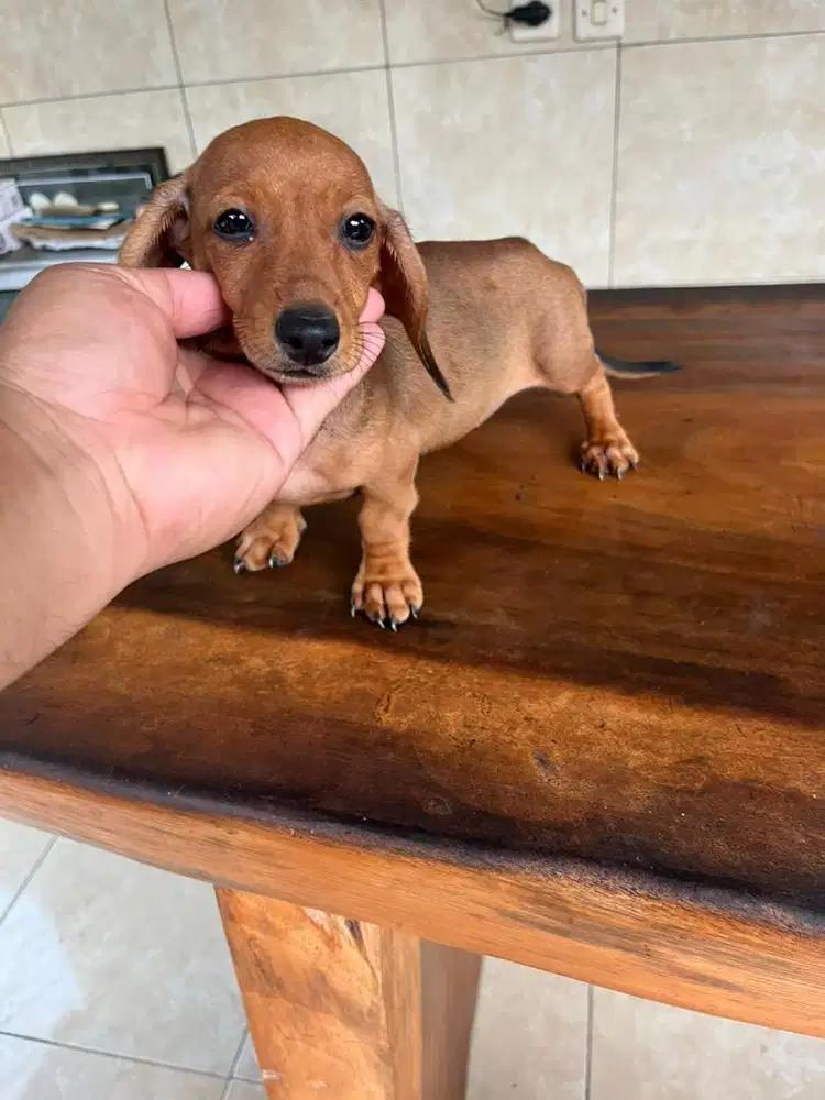 butuh uwang jenis tekel betina