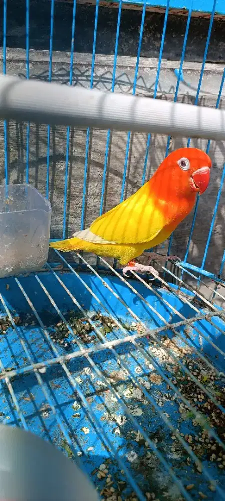 Biola lutino MM kualitas joss