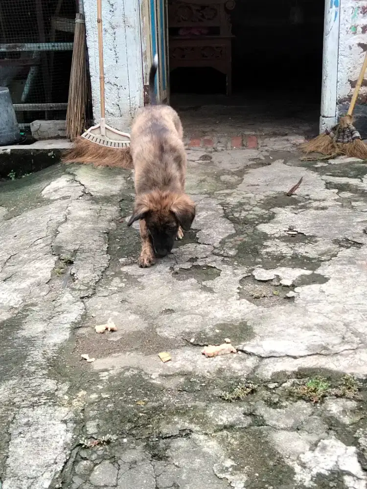 Jual anjing' umur 1 thn