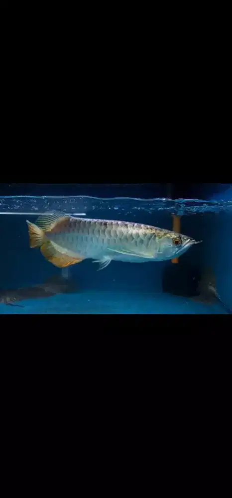 Ikan hias Arwana XB 24K Bluebase malaysia size -+30 cm up