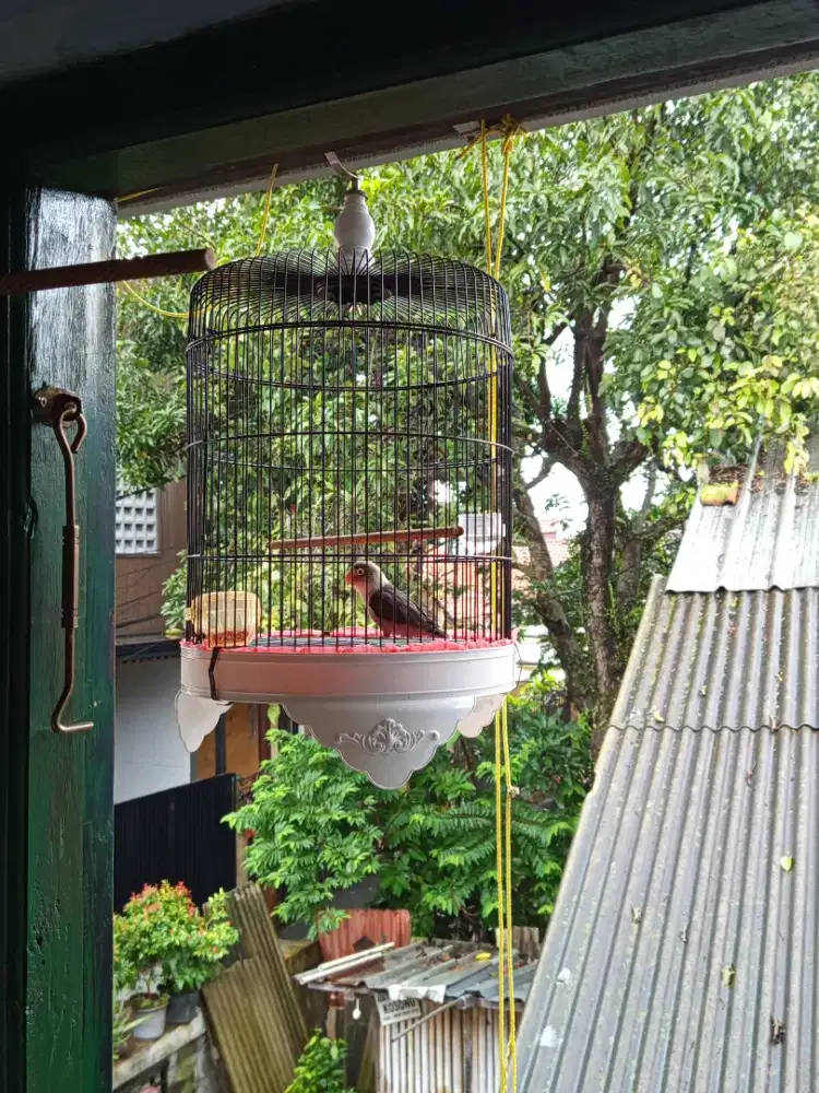 jual burung Lovebird Batman