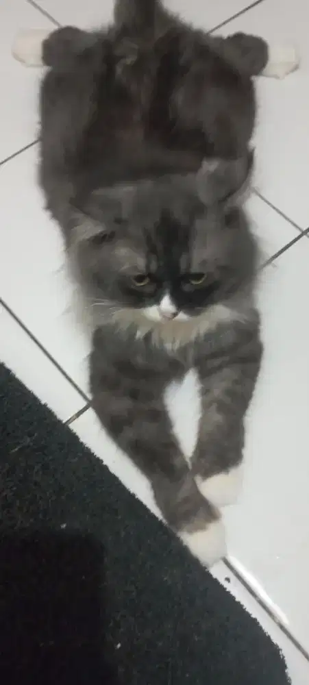 Kucing peliharaan persia