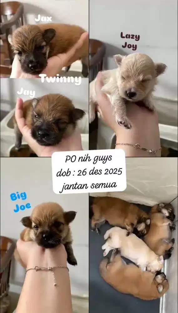 Minipom jantan open PO