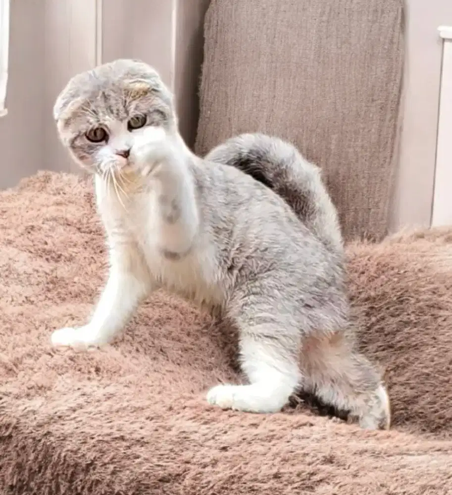 Scottish fold triple betina