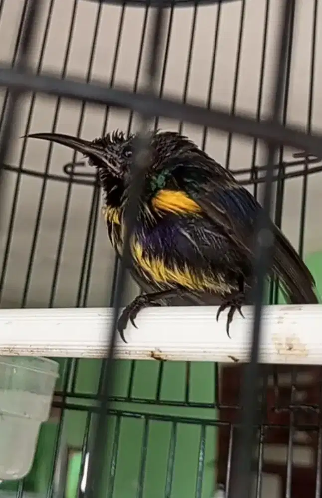 King konin full shet