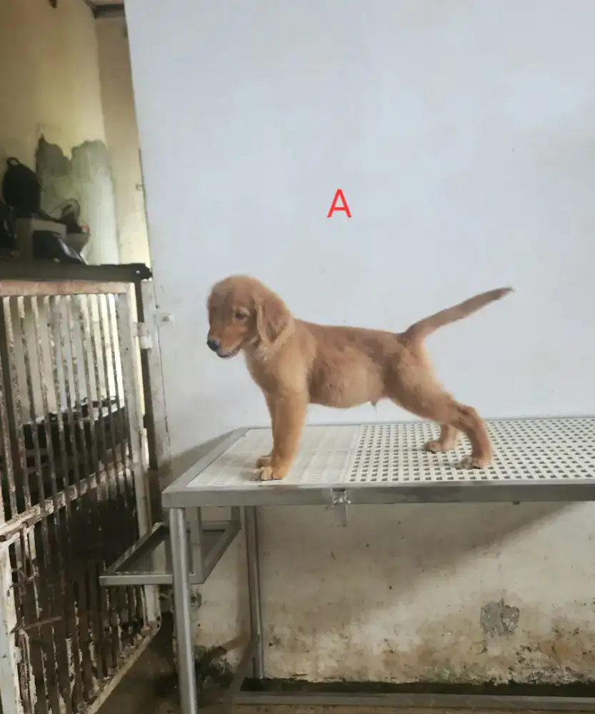 Puppy Golden Retriever Big Bone Male 2 Bulanan Stambum Microchip