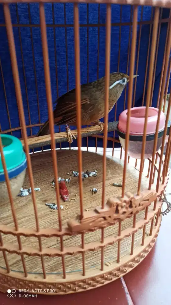 Wambie betina mapan siapan