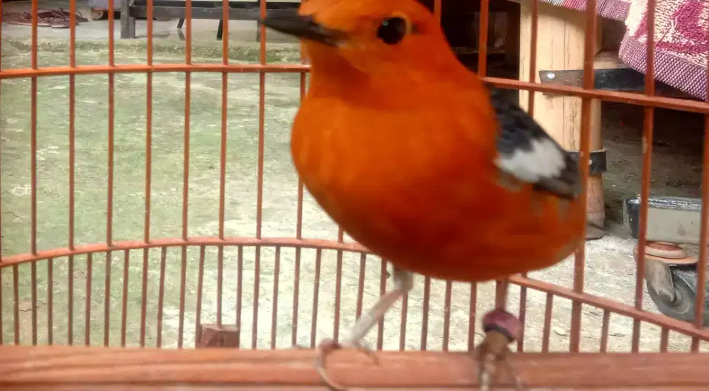 dijual we ah bu am duka ring nnaheon manga n bde lanjut piritan tlrna