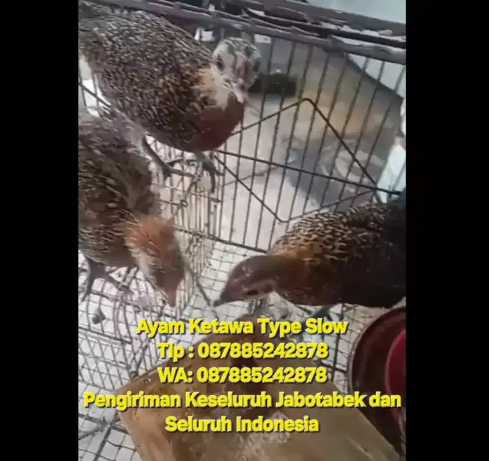 AYAM KETAWA TYPE SLOW SEPASANG MURAH