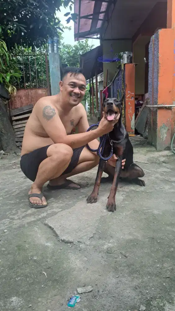 Doberman betina setambum sudah 7 bln