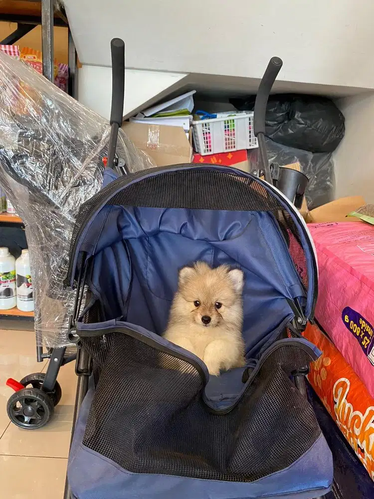 ANJING PUPPY MINIPOM