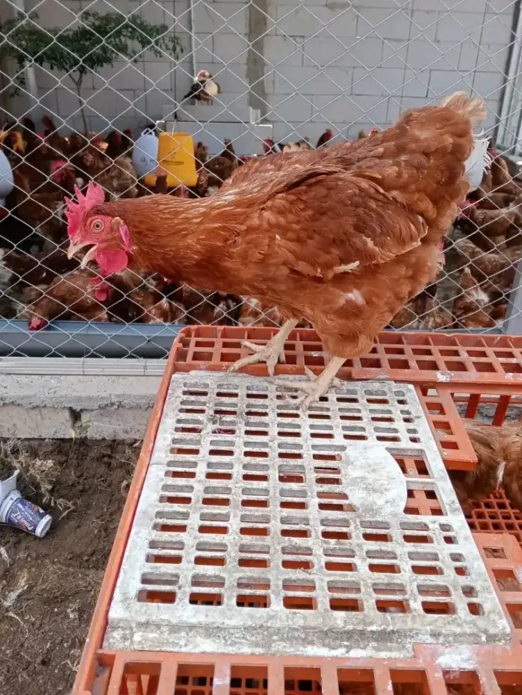 Ayam petelur siap produksi