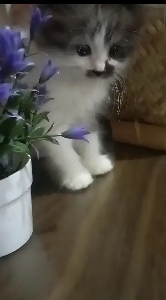 Anak kucing Persia anggora