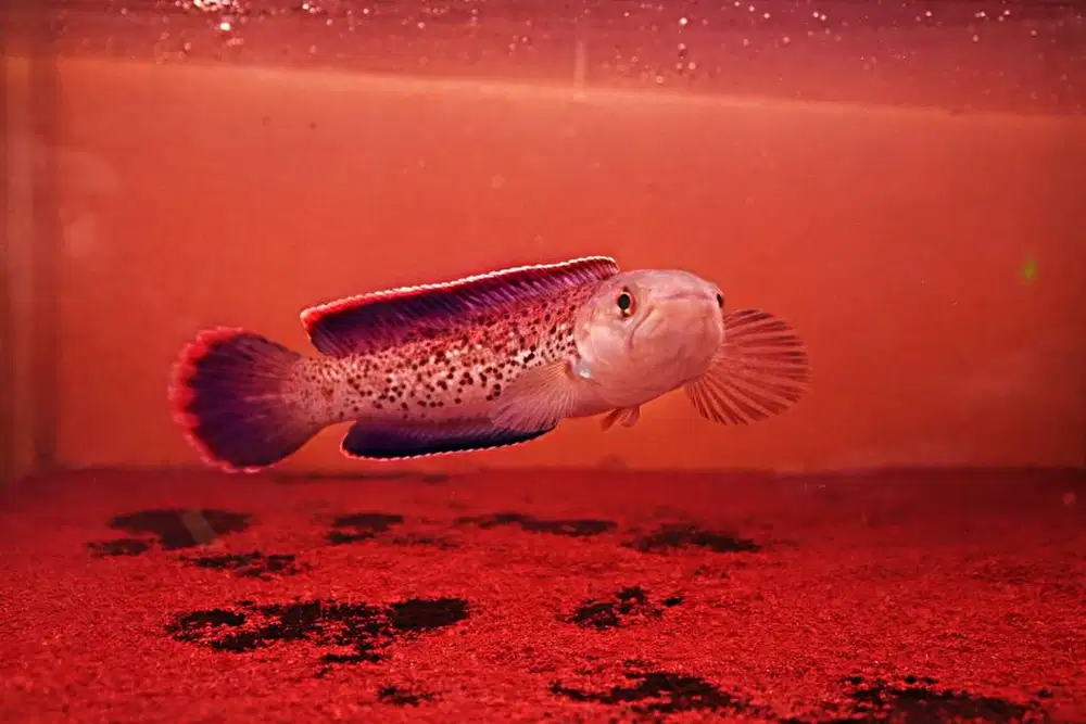 jual ajah nih gan channa stewartinya