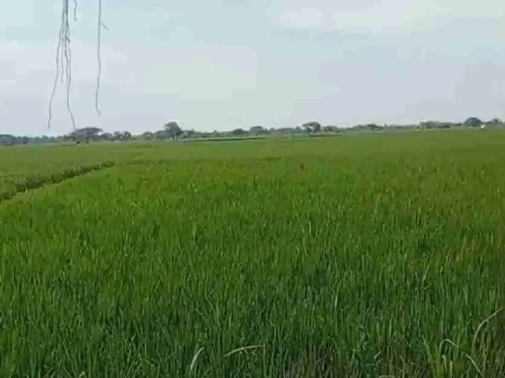Dijual murah dan cepat tanah sawah produktif di Serang, 22 Ha, SHM, 55rb/m2, 1 kali panen 70 ton