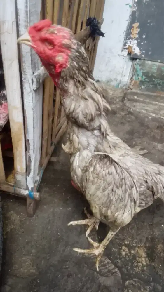 Sepasang ayam Birma telor biru