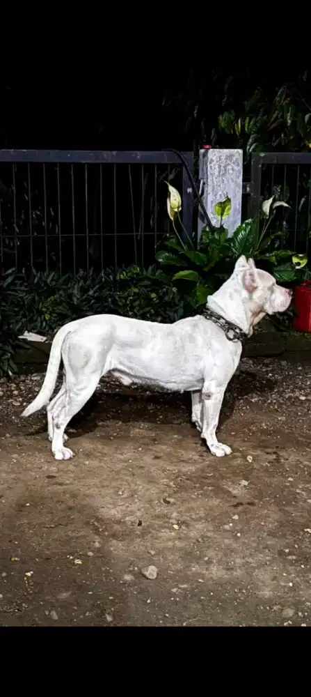 Doggy pintar dan berbakat masih banyak lagi warna selain ini