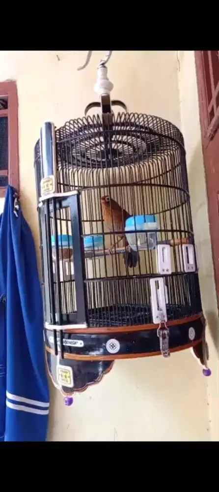 Wambie Lokal hutan mendekati gacor