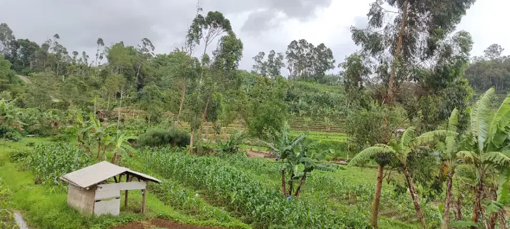 Di jual tanah ( sawah ) , jln cigadog.
