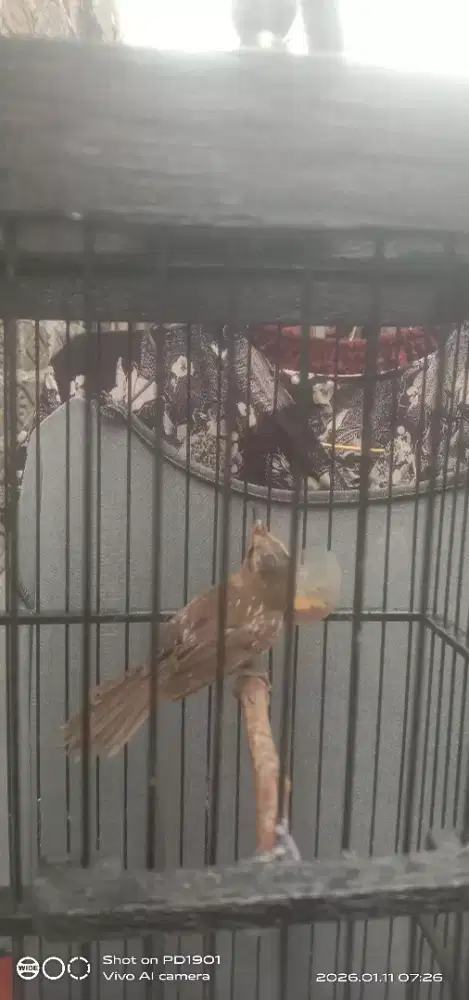 burung kerak basi alis hitam