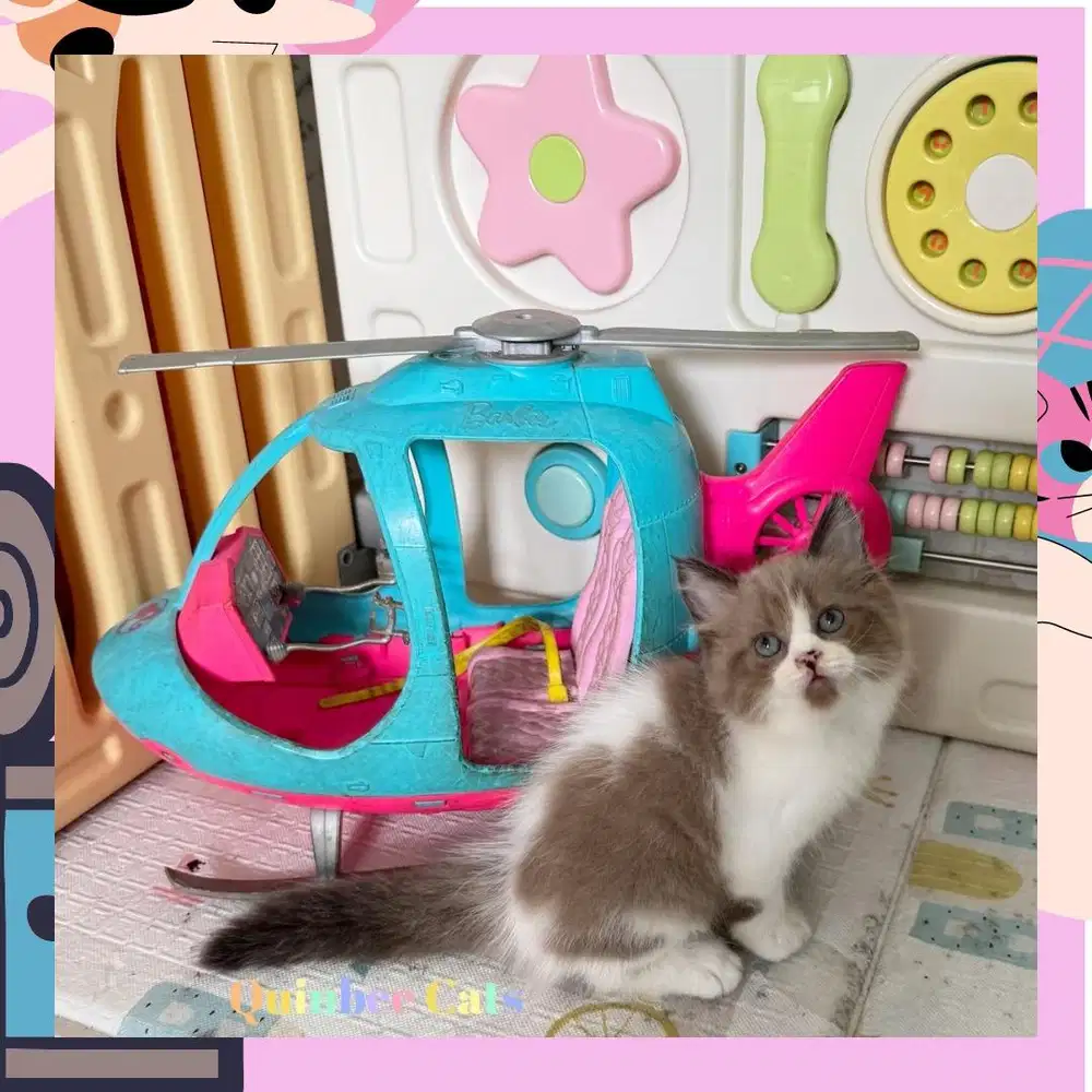 Kucing Ragdoll x Himalaya Betina Chocolate Cinnamon White