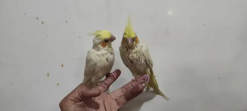 Parkit Australia FALK LUTINO, Jinak Sehat Manja, Mainan Anak, bahan FF