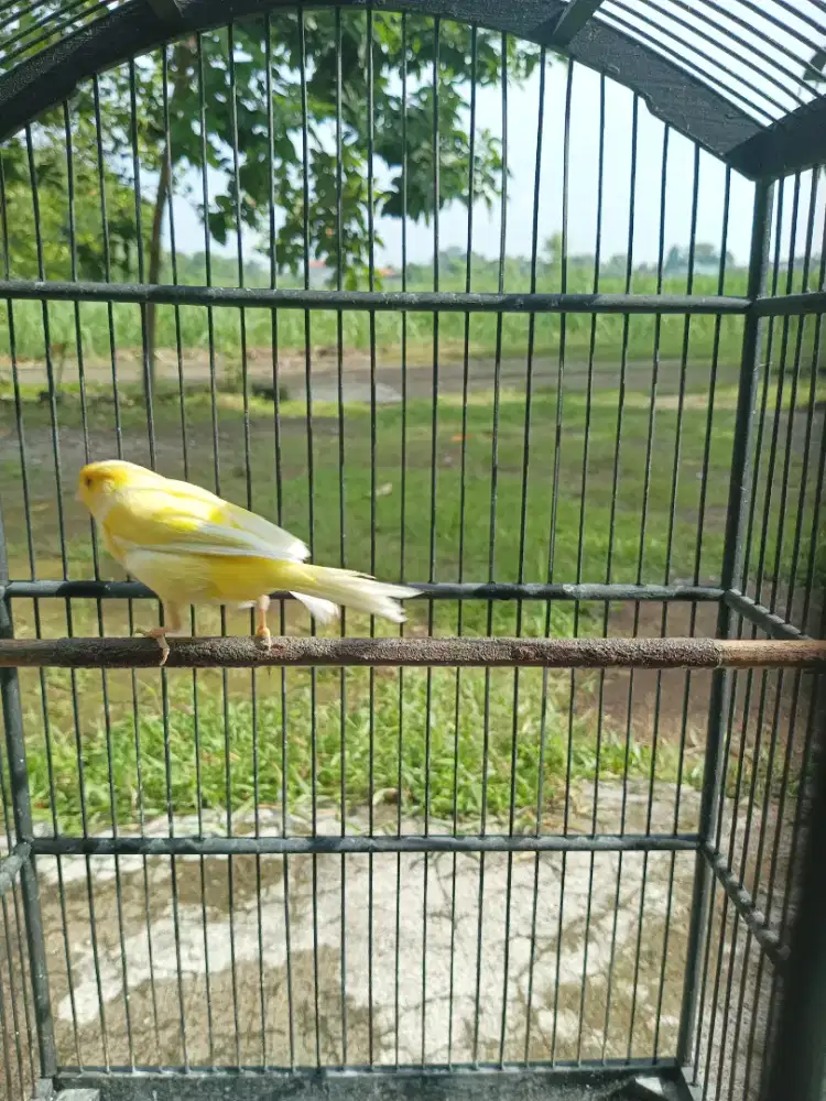 Burung Kenari Lokal