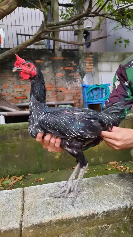 Ayam jantan pama