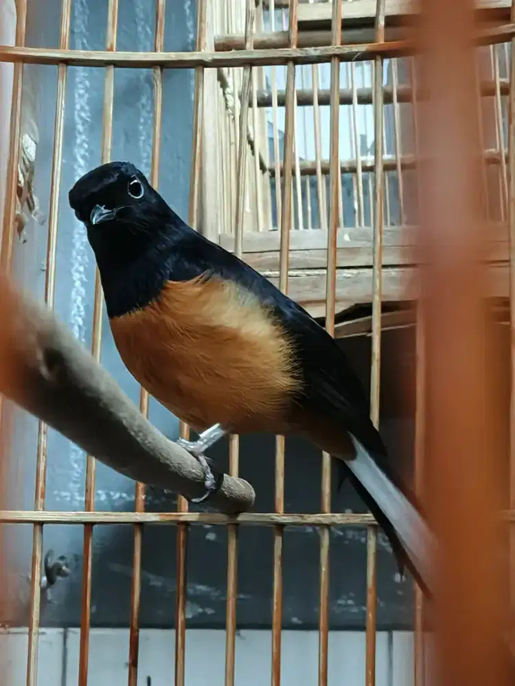 Murai Batu mapan non Ring