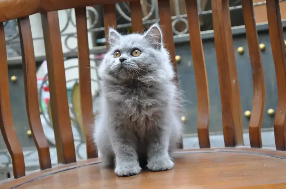 BLH blue betina line ped