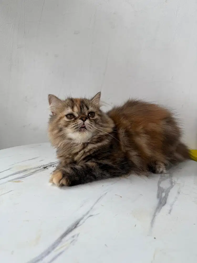 kucing persia betina peaknose