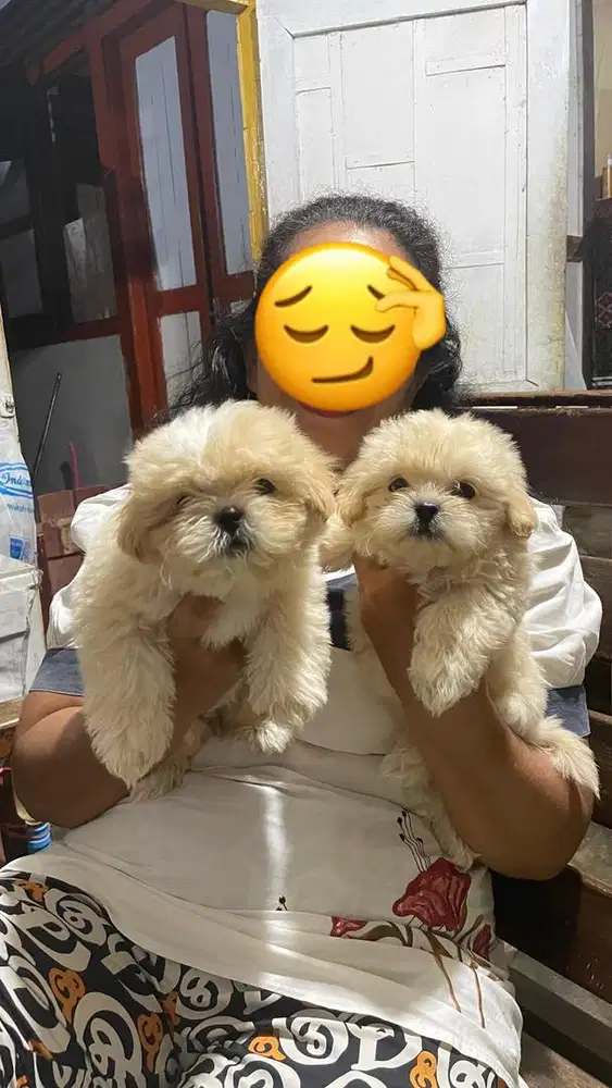 Jual anjing Shitzu betina dan Jantan
