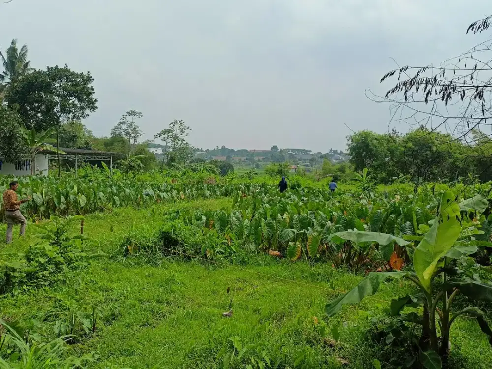 Kavling Tanah 10 Menit IPB Dramaga FREE SHM