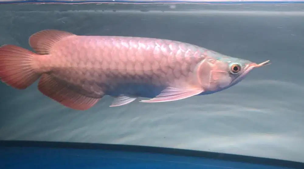 Ikan Arwana Super Red Mulus Kurelb 35 Cm