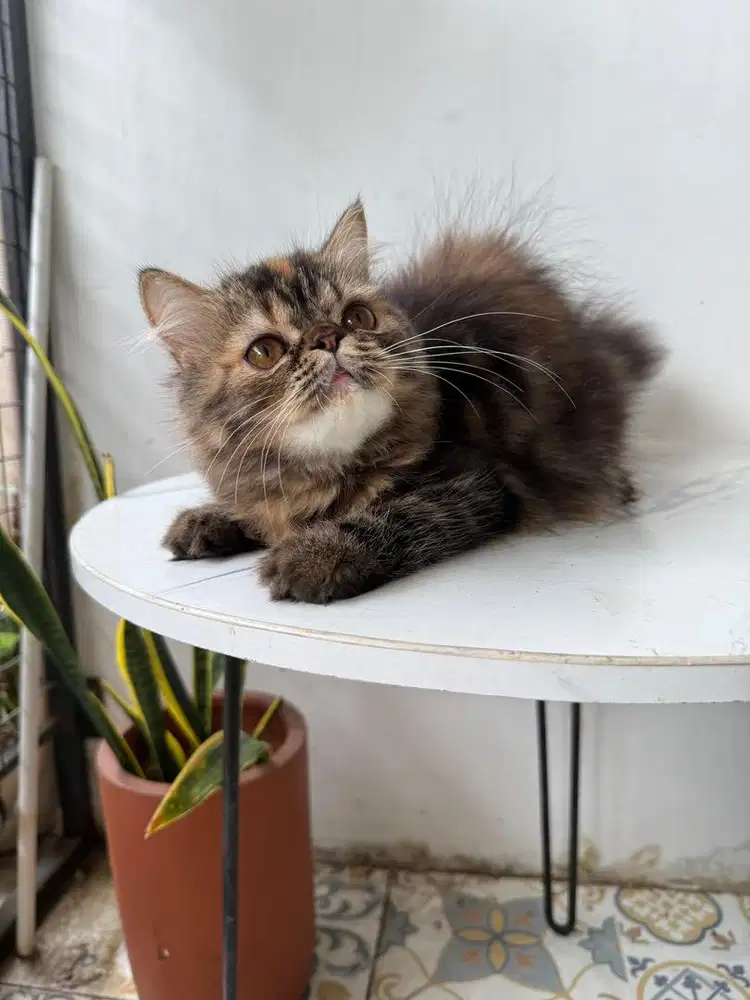 kucing persia peaknose betina