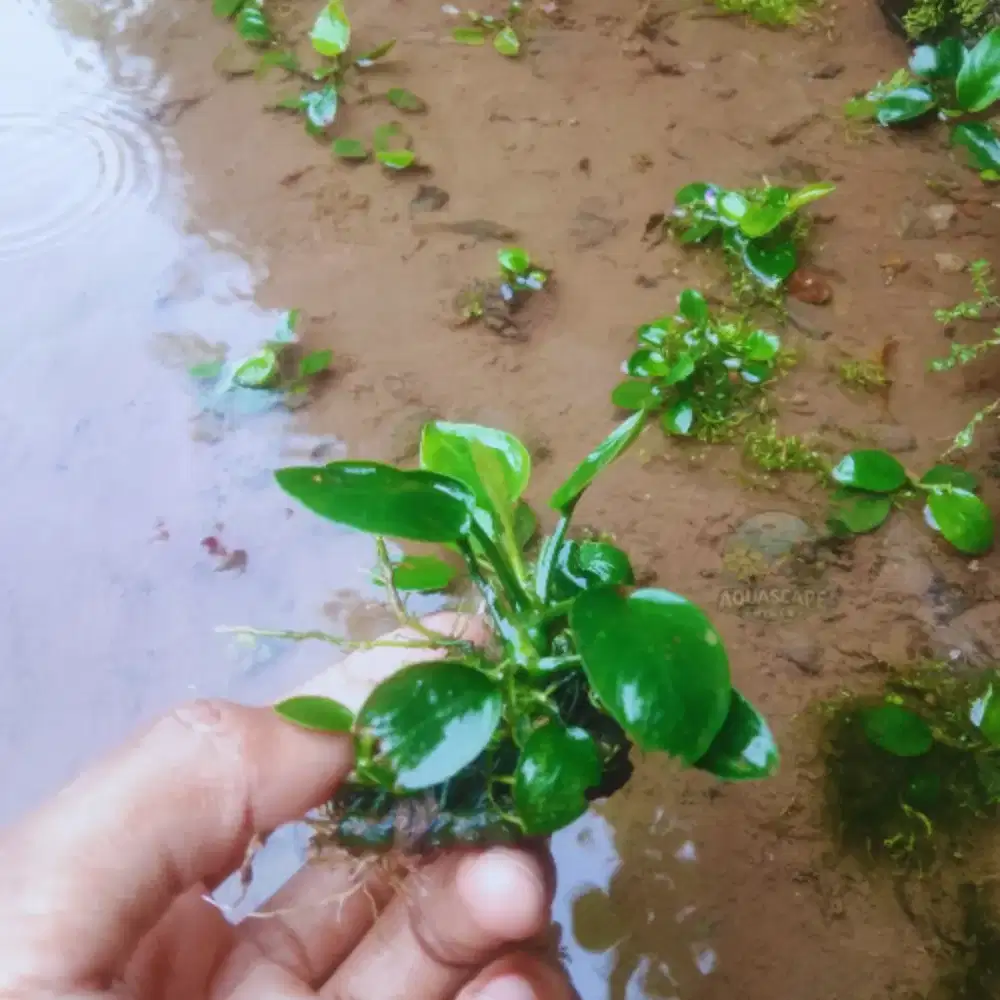 Anubias barteri var. Nana