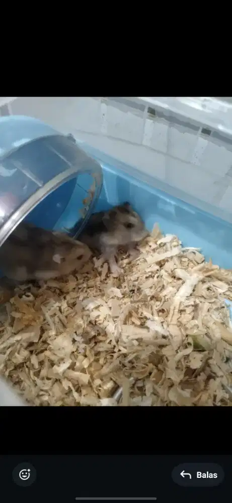 JUAL HAMSTER FULLSET NEGOIN AJA GAPAPA