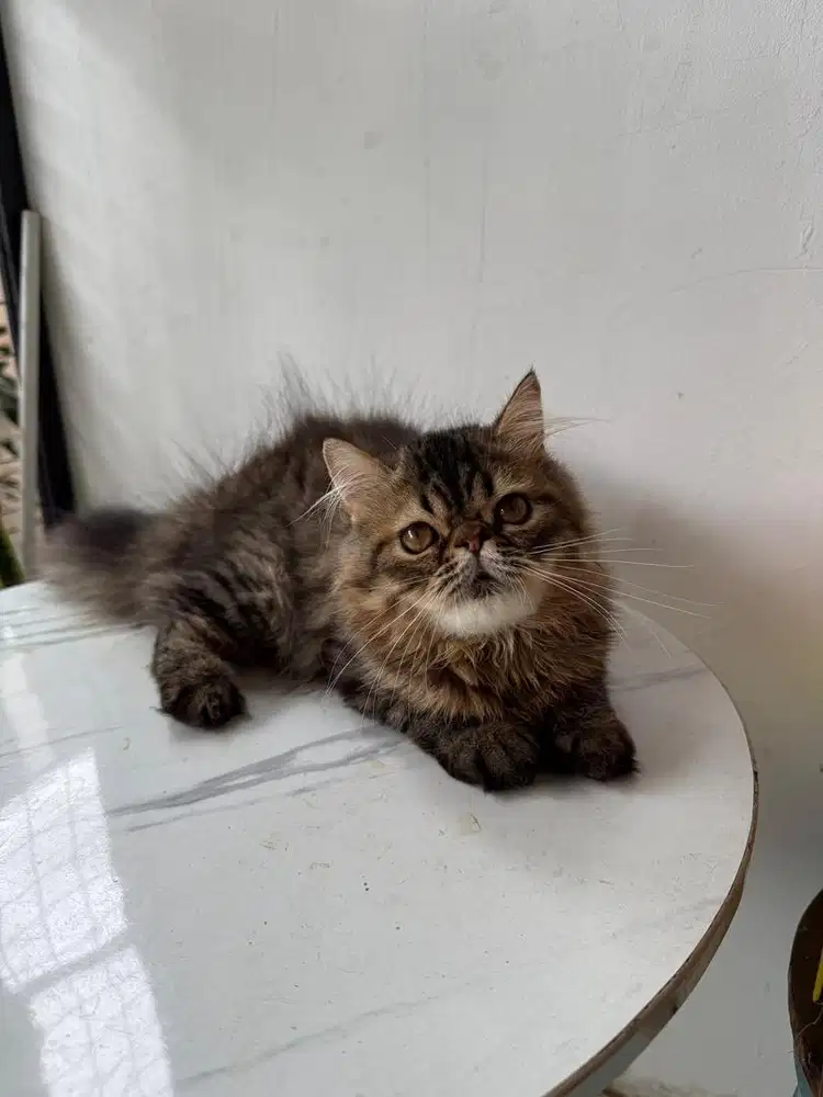 kucing persia jantan brown tabby
