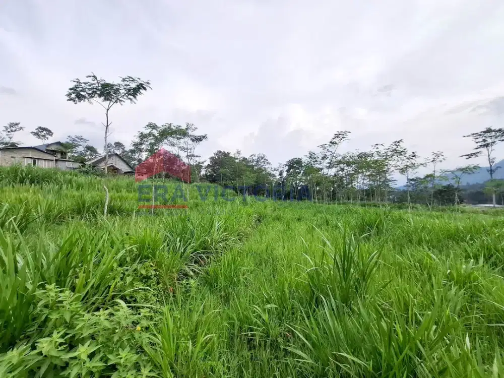 Tanah Sawah Luas Lokasi Daerah Ngantang Dekat Pabrik Sampoerna