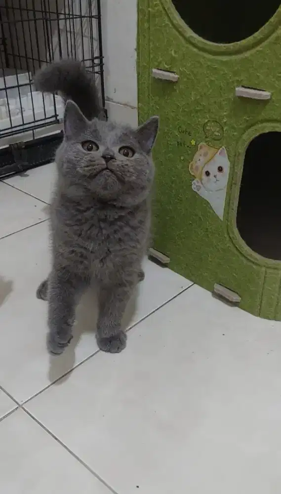 Kucing bsh kucing british shorthair non ped blue solid