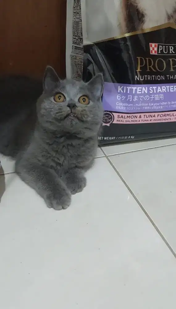 Kitten british shorthair jantan kitten bsh jantan blue solid