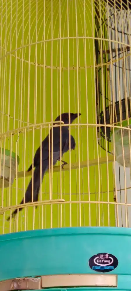 Srigunting Abu Mata merah jawa