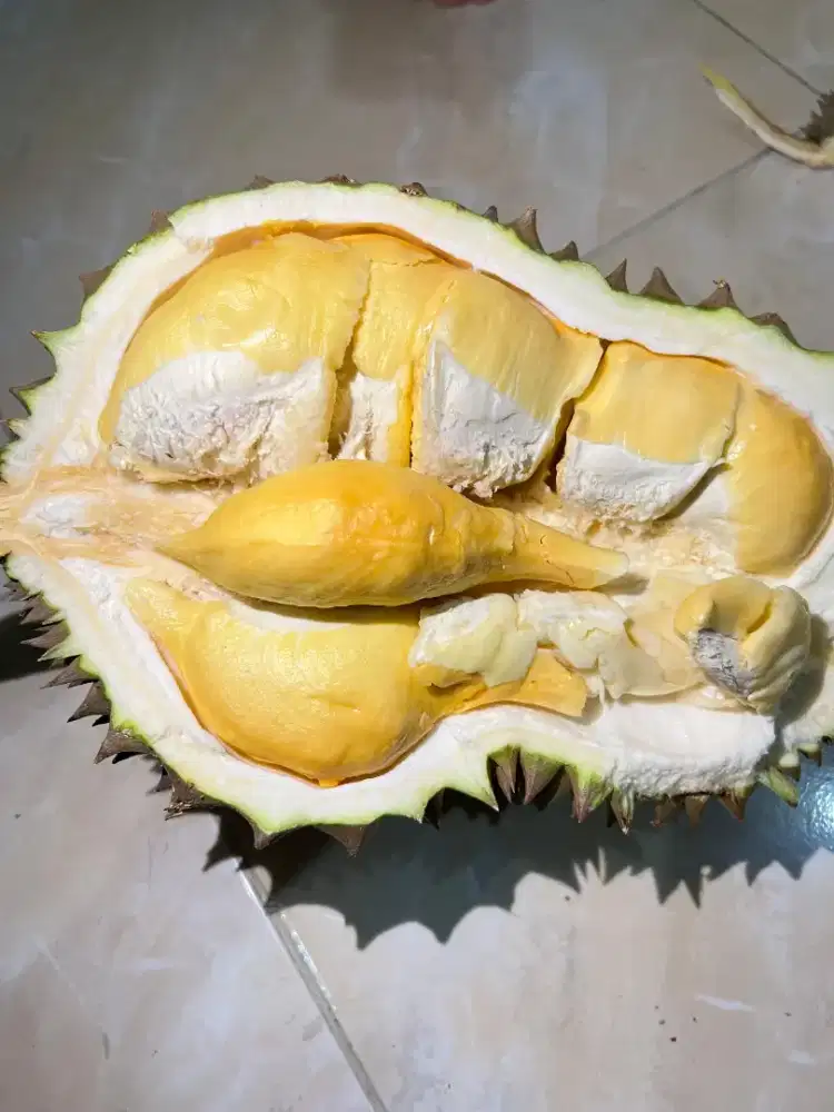 Durian Bawor dan durian Kop Chainam