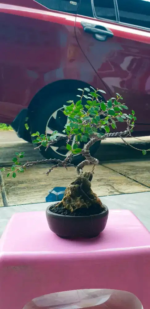 Bonsai Ulmus Micro (On The Rock)