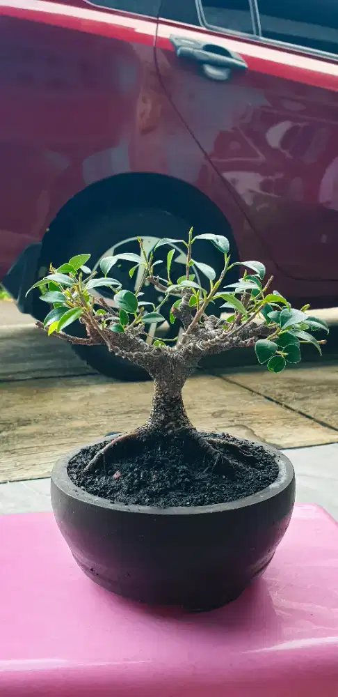 Bonsai Kimeng (Ficus Microcarpa)