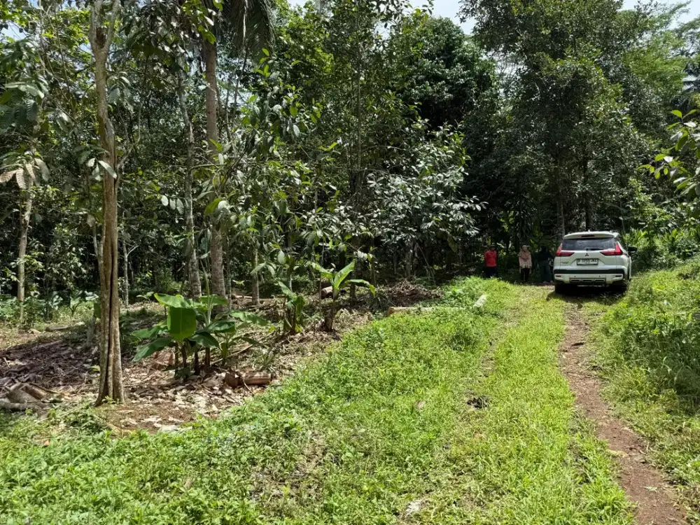 Jual tanah cijeungjing ciamis Murah SHM , Akses Mobil dan  dekat Jalan Provinsi