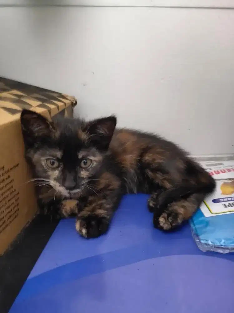 Kitten siap adopsi