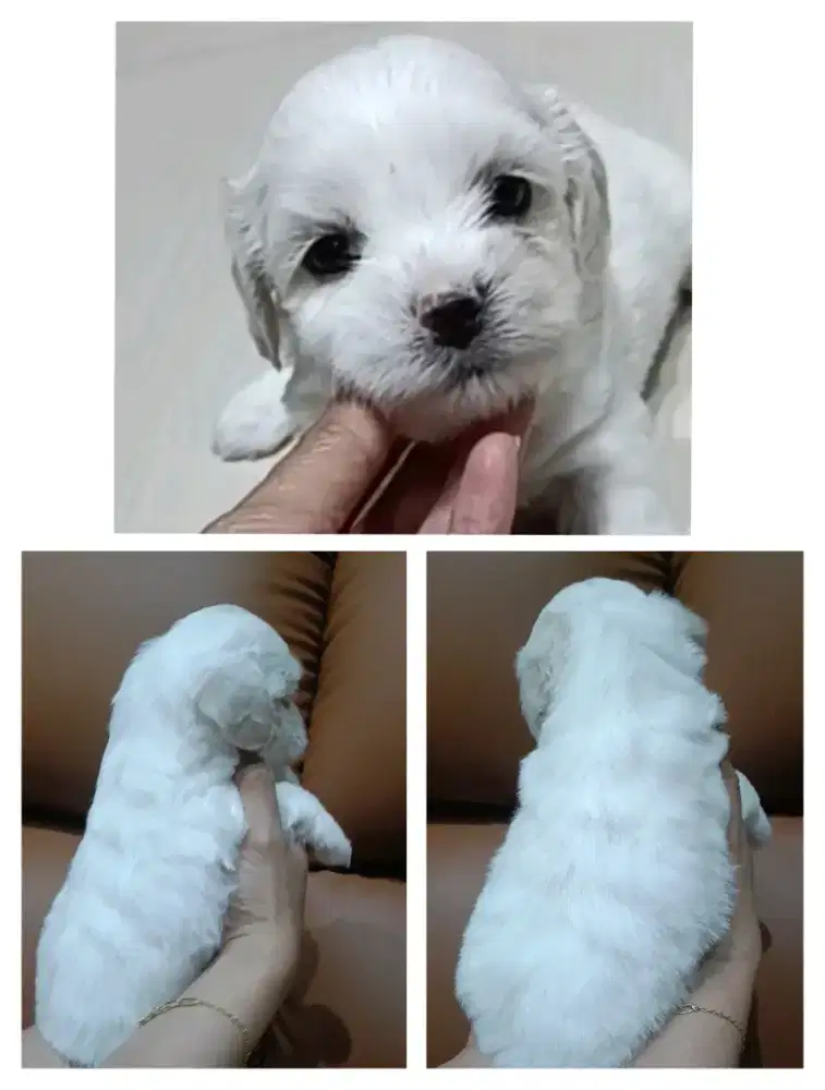 Anjing maltipo betina