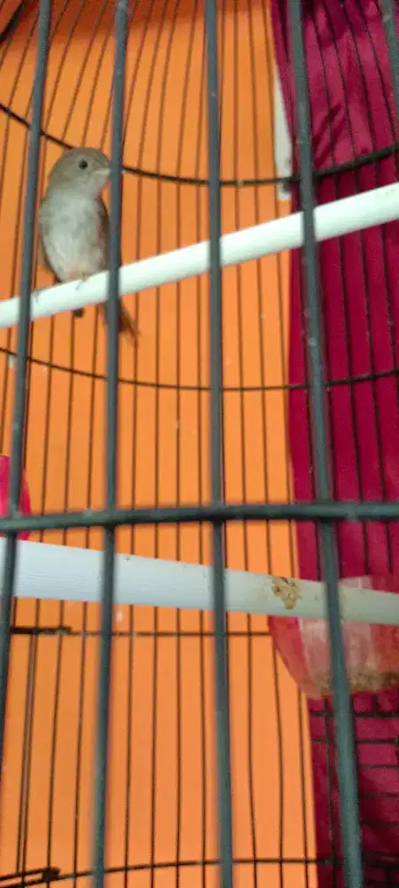 Flamboyan nyuling kicau